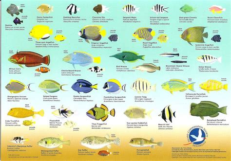  Soupe de poisson kadunaise : Un réconfort marin relevé par des épices exotiques !